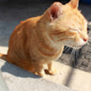 Meet your Posher, Chun hei